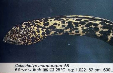Callechelys marmoratus
